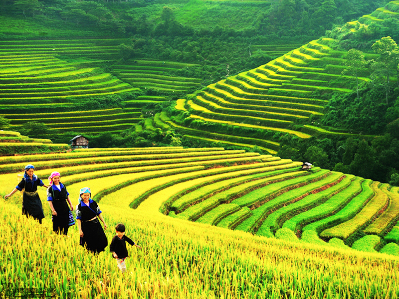 Terrace rice paddy field in Sapa