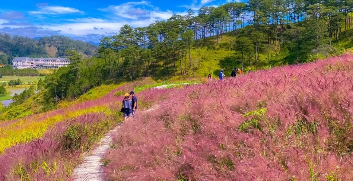 Da Lat Flower