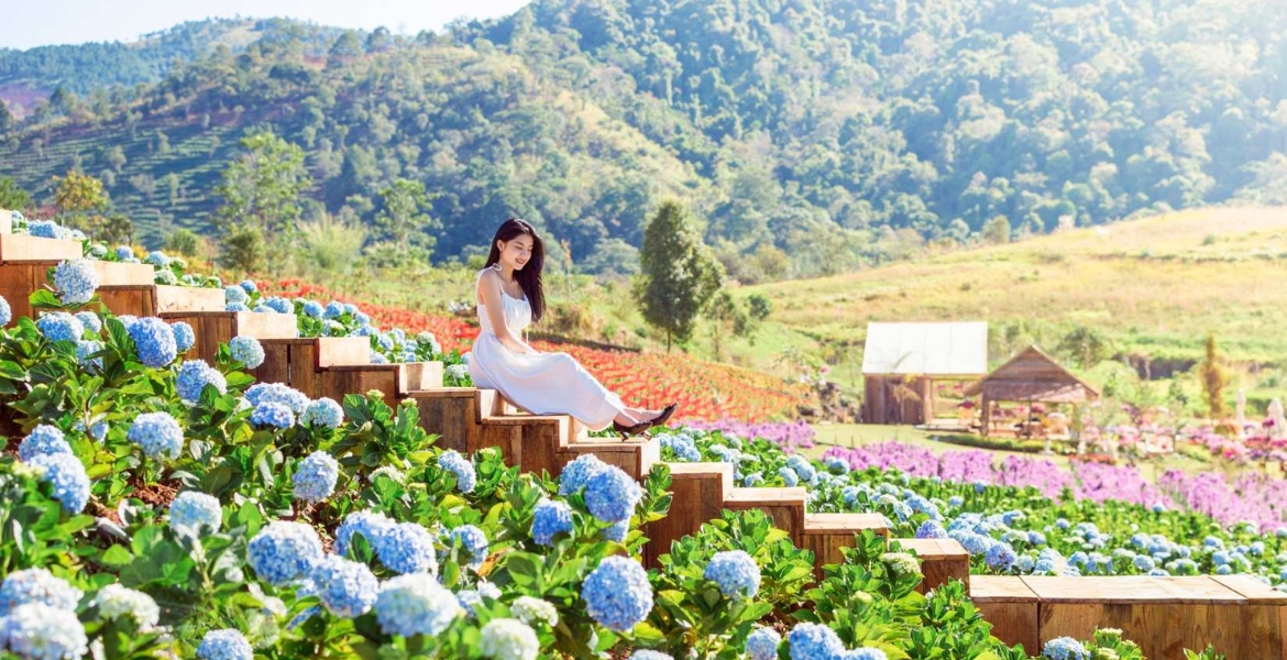 Da Lat Flowers