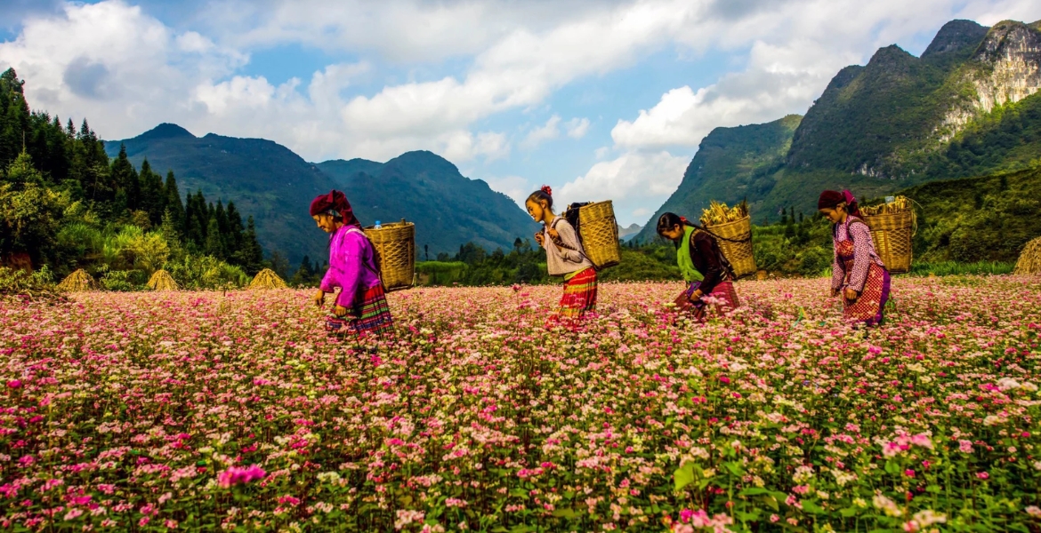 Ha Giang Flower Hill