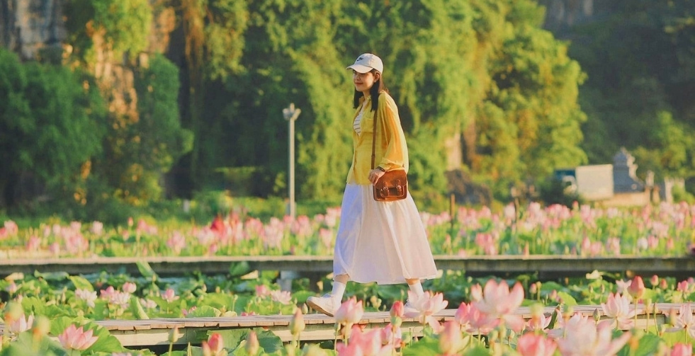 Ninh Binh Lotus