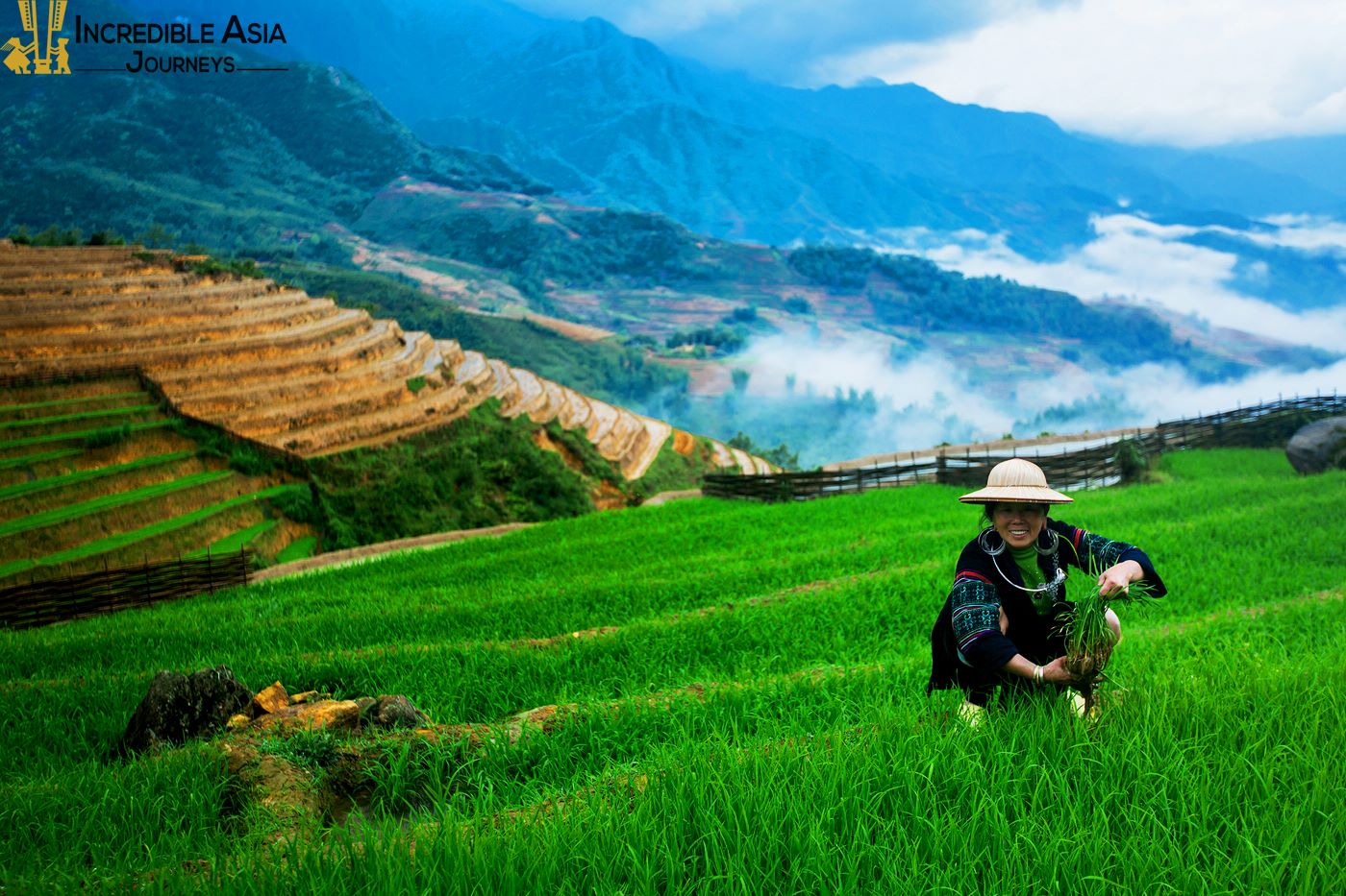 Sapa Terraced Rice Field